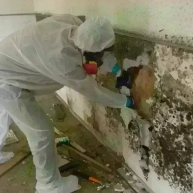 Mold Remediation and Removal in Mountain City, TN